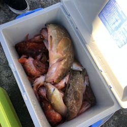 リトルワン 釣果