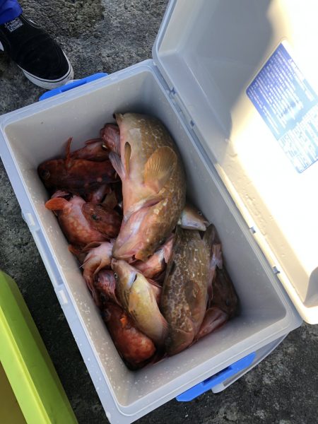 リトルワン 釣果