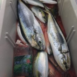 シーモンキー 釣果