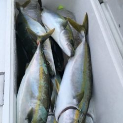 シーモンキー 釣果