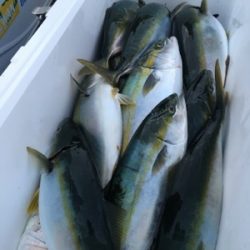 シーモンキー 釣果