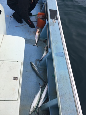 シーモンキー 釣果