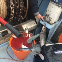 シーモンキー 釣果