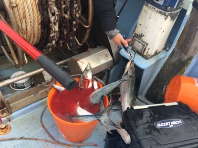 シーモンキー 釣果