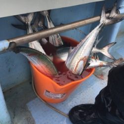 シーモンキー 釣果