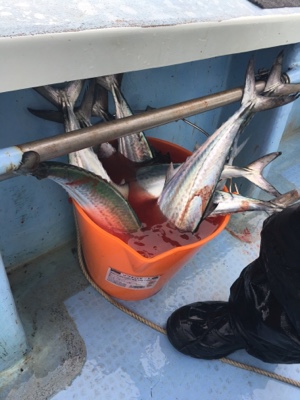 シーモンキー 釣果