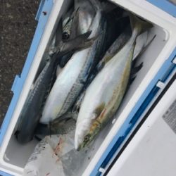 シーモンキー 釣果