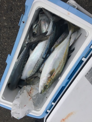 シーモンキー 釣果