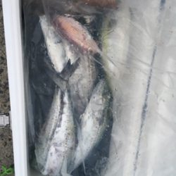 シーモンキー 釣果