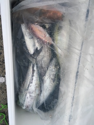 シーモンキー 釣果