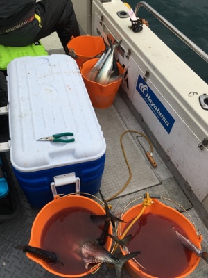 シーモンキー 釣果