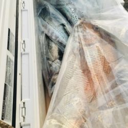 シーモンキー 釣果