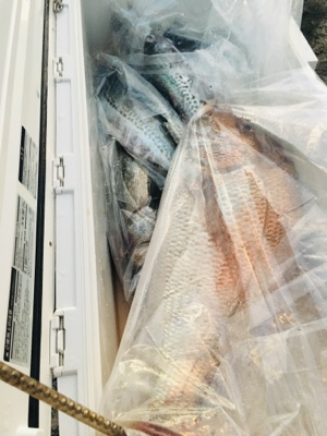 シーモンキー 釣果