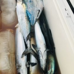 シーモンキー 釣果