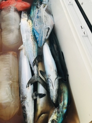 シーモンキー 釣果