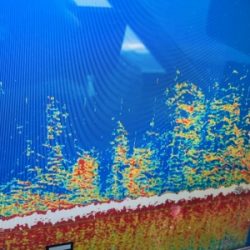 シーモンキー 釣果