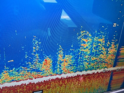 シーモンキー 釣果