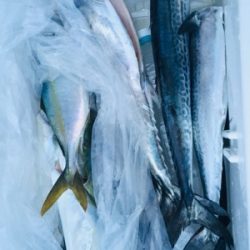 シーモンキー 釣果