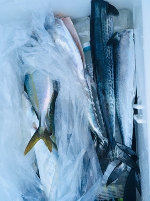 シーモンキー 釣果