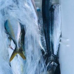 シーモンキー 釣果