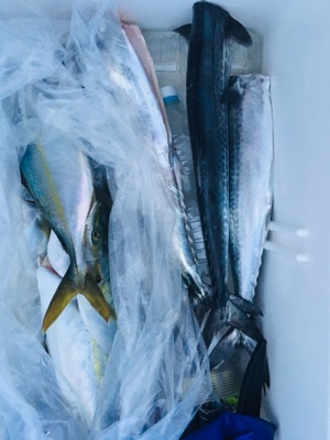 シーモンキー 釣果