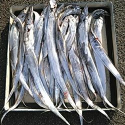 フィッシングガイド りょう 釣果
