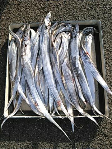 フィッシングガイド りょう 釣果