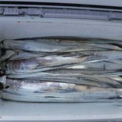 遊漁船 幸友丸 釣果