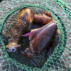 高知・大月町エギング〜秋の数釣りが終わりサイズアップエギングへ【ケロロ氏連載 vol.6】