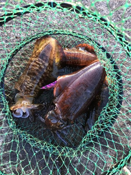 高知・大月町エギング〜秋の数釣りが終わりサイズアップエギングへ【ケロロ氏連載 vol.6】