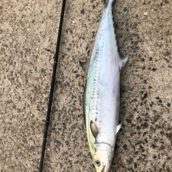 マキッパはジグと比べて圧倒的に疲れを感じません◎メガバス（Megabass）マキッパ インプレッション