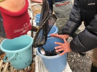 秩父フライフィールド 釣果