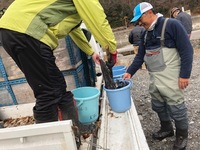 秩父フライフィールド 釣果