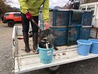 秩父フライフィールド 釣果