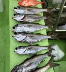 かねい丸 釣果