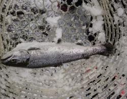 フィッシング サンクチュアリ 釣果