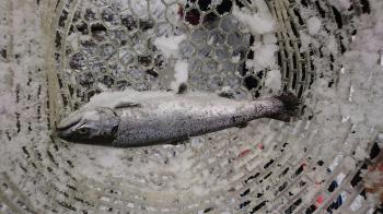 フィッシング サンクチュアリ 釣果