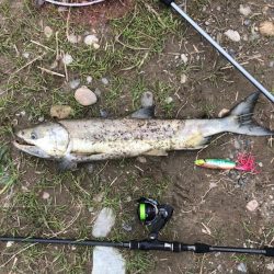 サーモン調査捕獲フィッシングレポート in 石川県 手取川【モコ氏連載 vol.4】