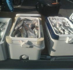 金沢八景鴨下丸 釣果