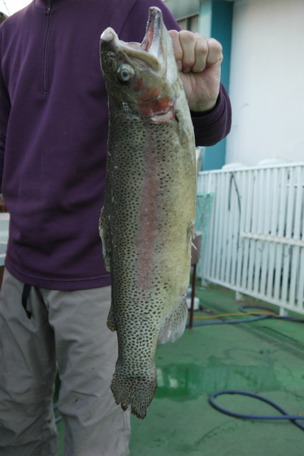 としまえんフィッシングエリア 釣果