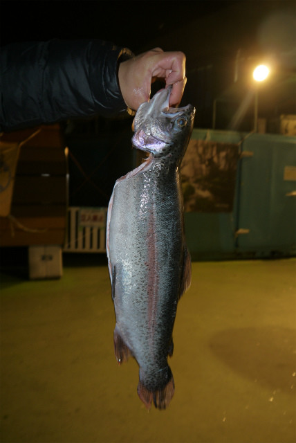 としまえんフィッシングエリア 釣果