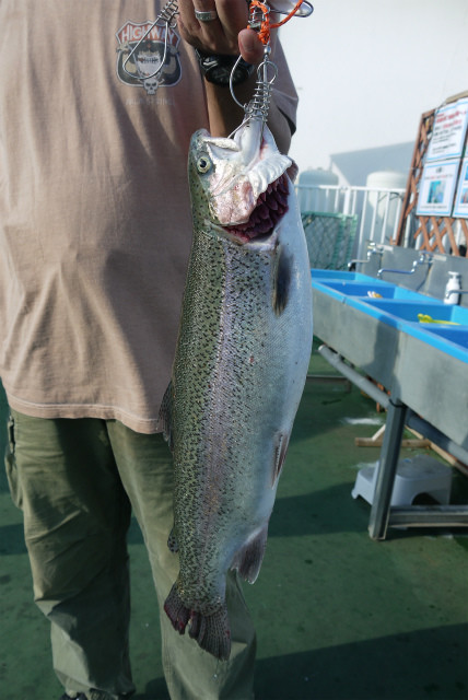 としまえんフィッシングエリア 釣果