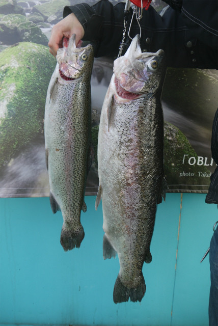 としまえんフィッシングエリア 釣果