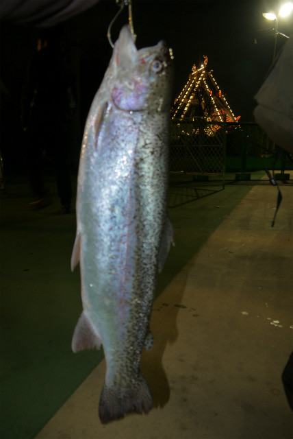 としまえんフィッシングエリア 釣果