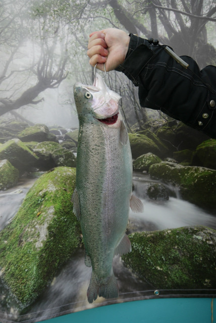 としまえんフィッシングエリア 釣果