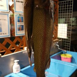 としまえんフィッシングエリア 釣果