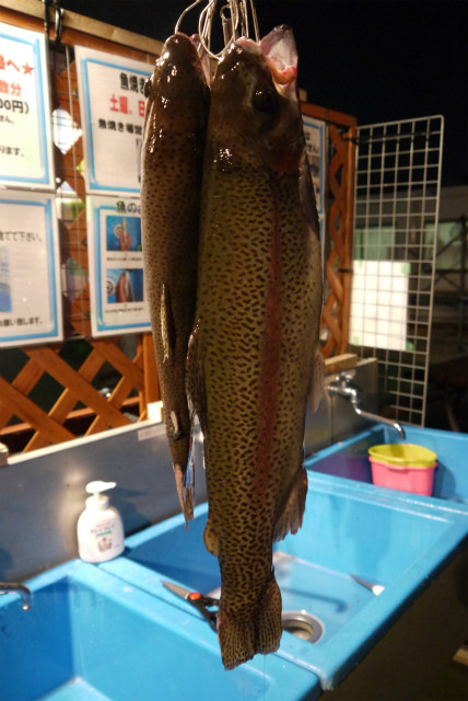 としまえんフィッシングエリア 釣果