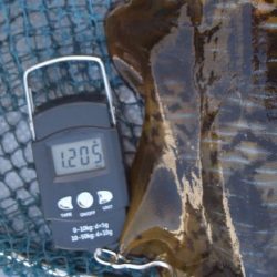 渡船屋たにぐち 釣果