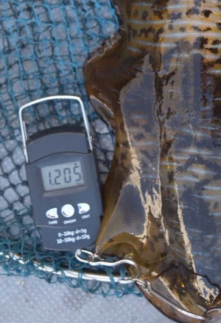 渡船屋たにぐち 釣果