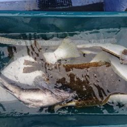 小樽港遊漁船ＳＨＡＫＥ 釣果